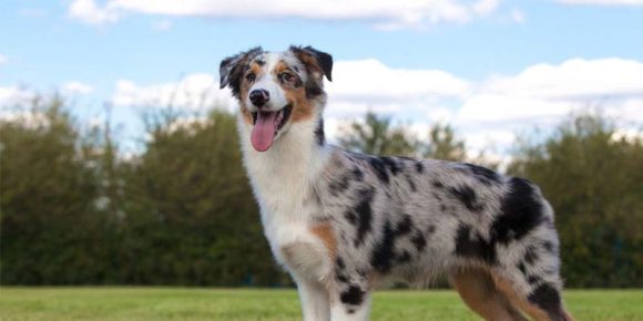 Köpek Hastalıkları