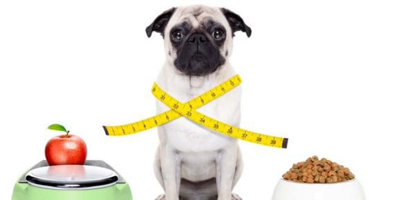 Köpeklerde Beslenme