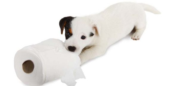 Köpeklerde Tuvalet Eğitimi