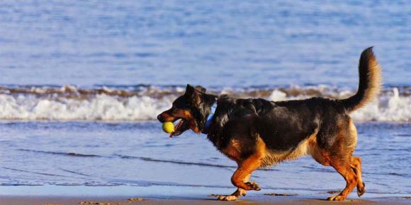Sağlıklı Köpeğin Yapısı