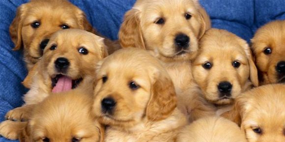 Yavru Köpek Bakımı